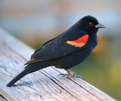 Red-Winged Blackbird