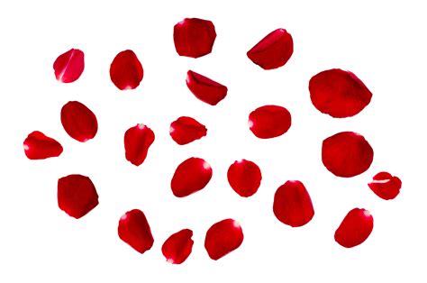 Rose Petals