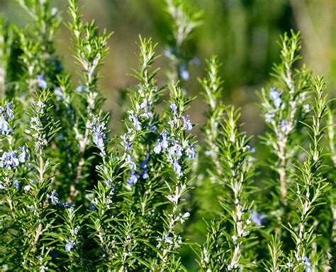 Rosemary Plant
