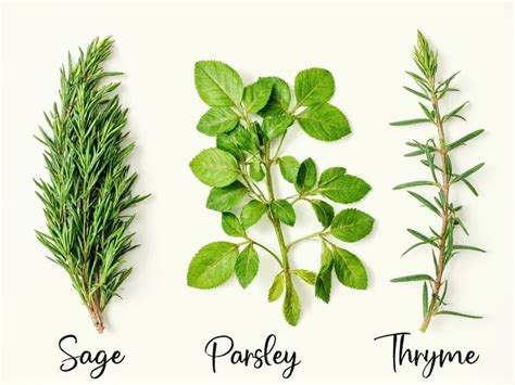 Rosemary and Sage
