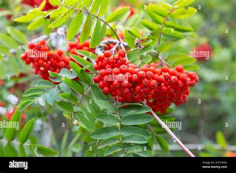 Rowan Tree with Red Berries