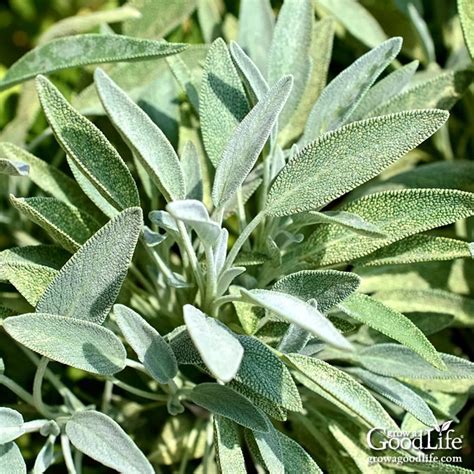 Sage Plant
