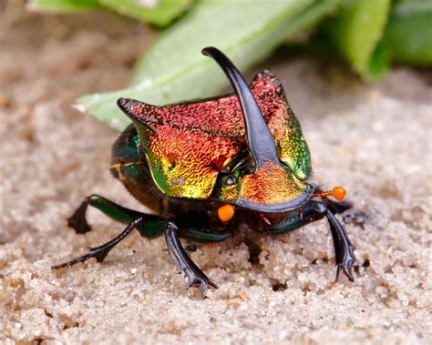 Scarab Beetle