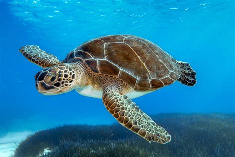 Sea Turtle