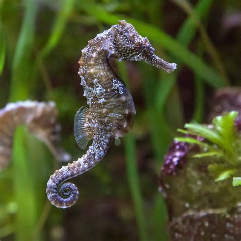 Seahorse