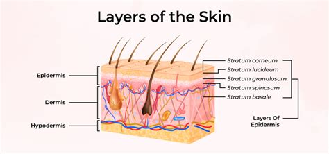 Skin layers
