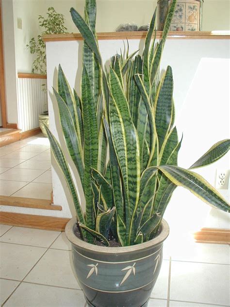 Snake Plant