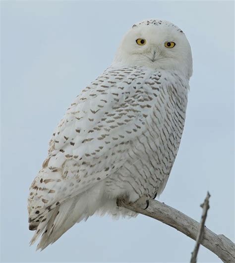 Snowy Owl