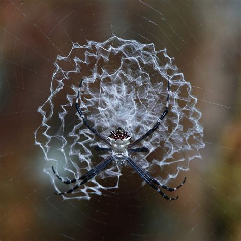 Spider Web