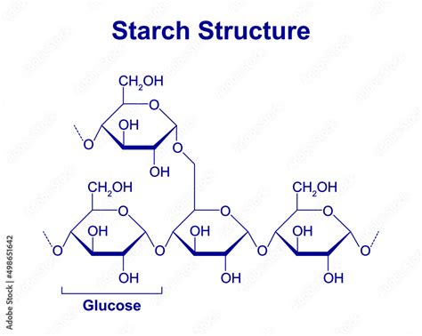 Starch Molecules