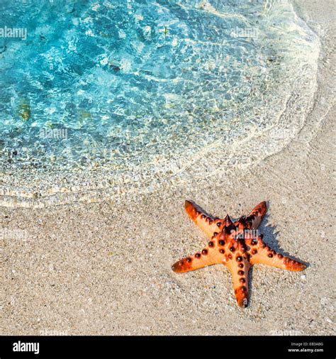 Starfish on a beach