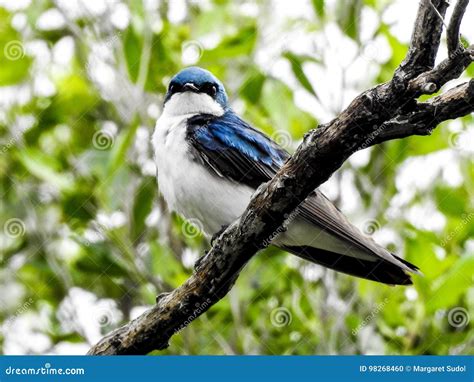 Swallow on a branch