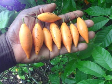 Tabernanthe iboga plant