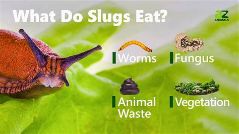 The Slugs