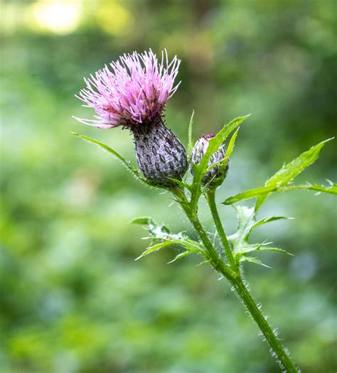 Thistle