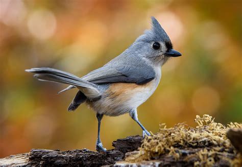 Tufted Titmouse