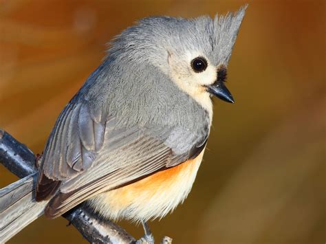 Tufted Titmouse Diet