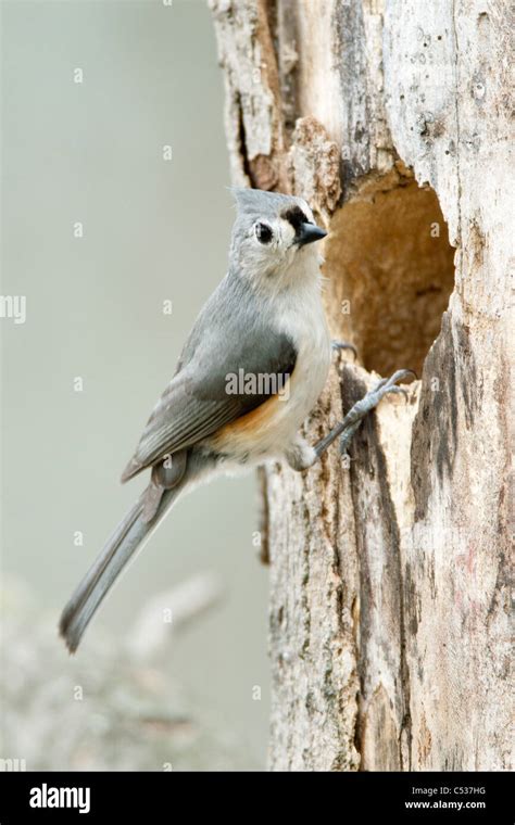 Tufted Titmouse Nest