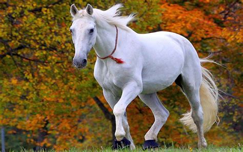 White Horse