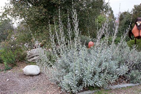 White Sage Plant