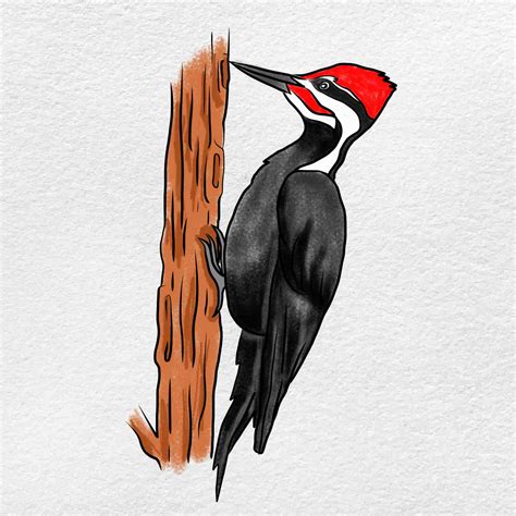 Woodpecker drawing