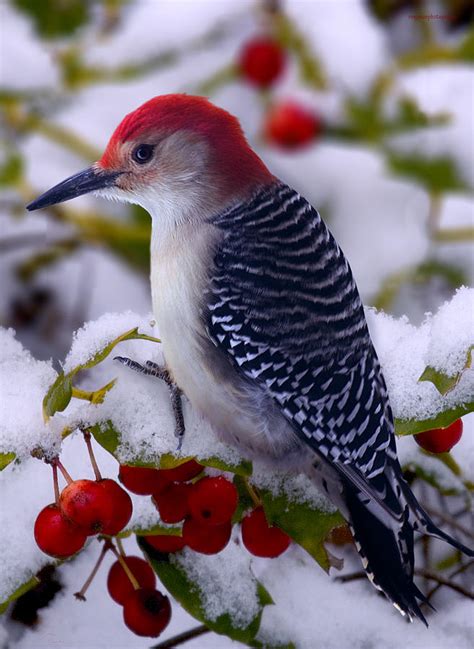 Woodpecker in winter