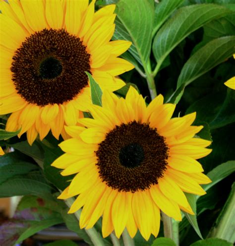 Yellow Sunflowers