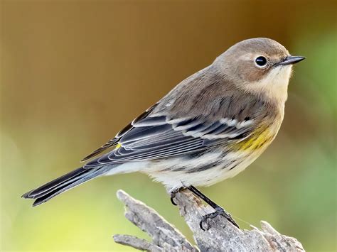 Yellow-rumped Warbler
