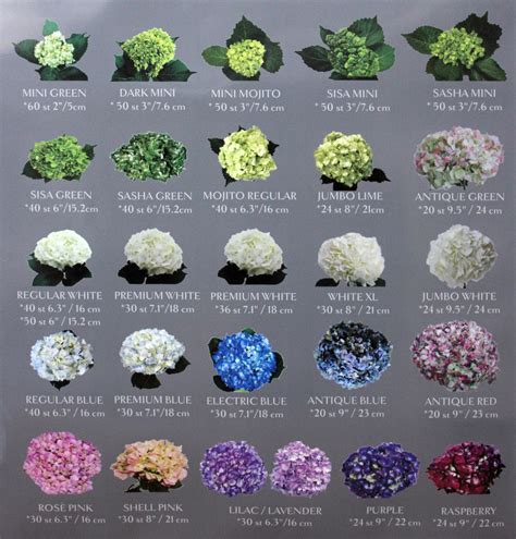 hydrangeas colors