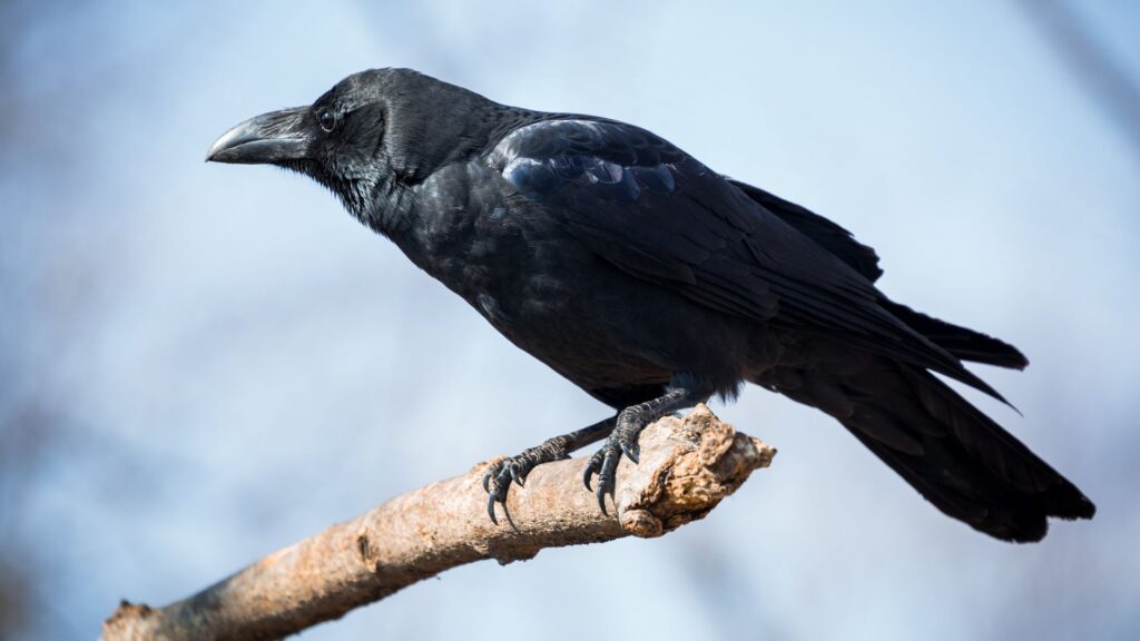 What Do Crows Eat? An In-Depth Look at the Diet of These Intelligent Birds