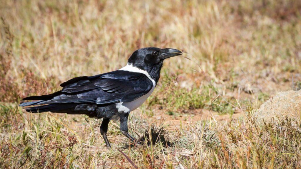 American crow (Corvus brachyrhynchos