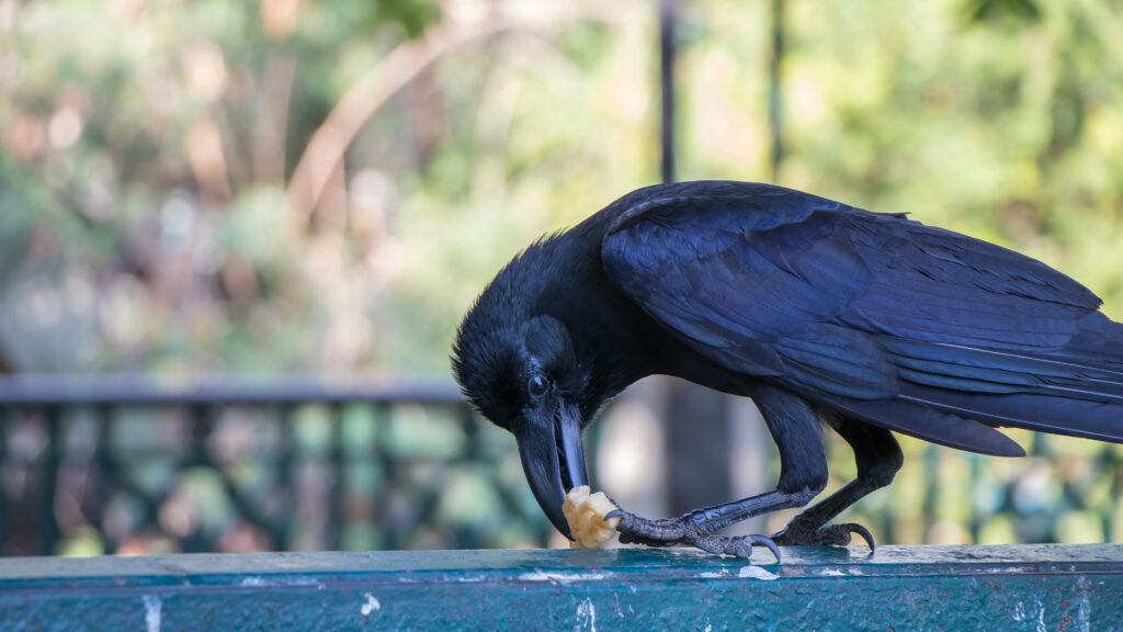 Crow eating
