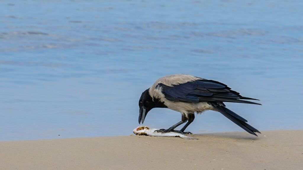 crow eating fish