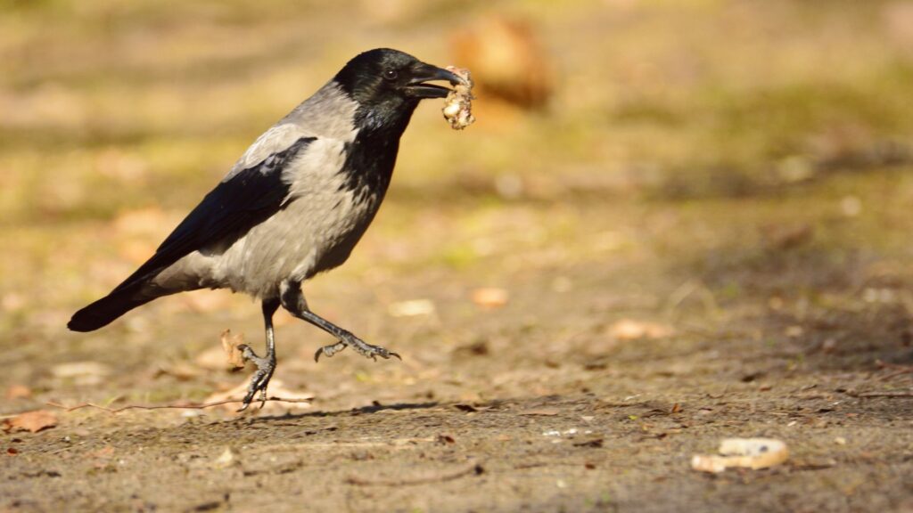 crow walking and eating
