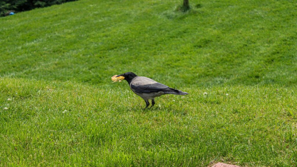 crow with fodd in mouth