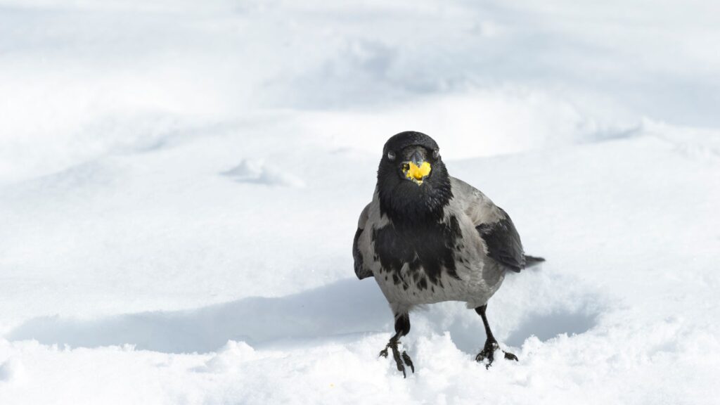 crow walking in snow and eating