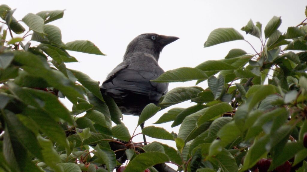 a crow in a tree eating cherries